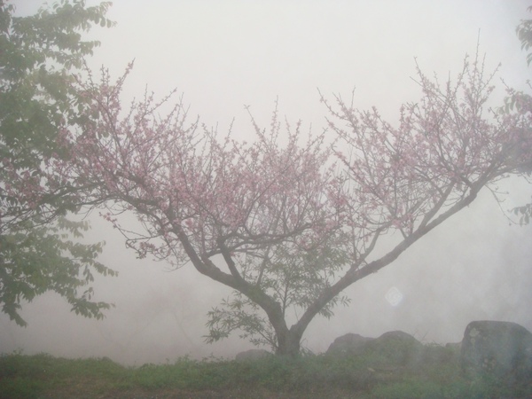 山上人家~霧裡看花.JPG