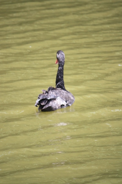 慈湖09.JPG 慈湖09.JPG