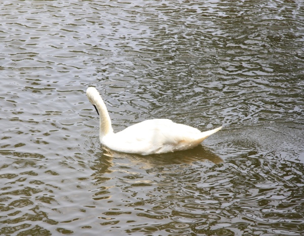 慈湖10.JPG 慈湖10.JPG