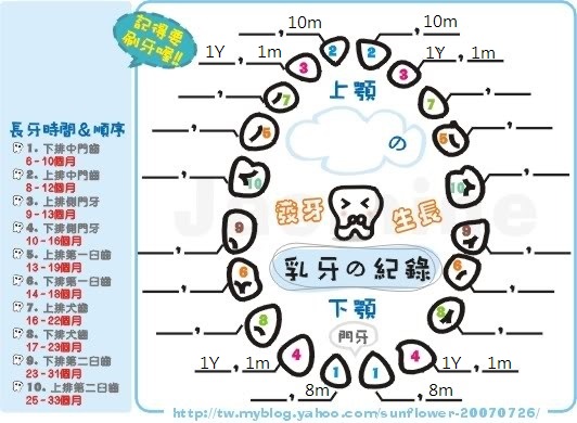 乳牙成長紀錄表