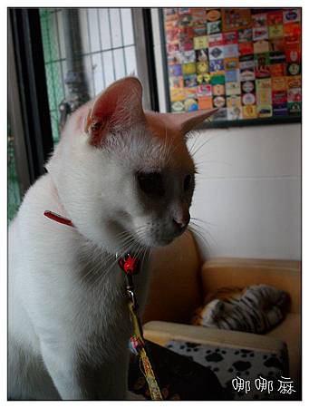 貓看前面 貓看前面