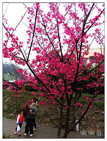 櫻花樹