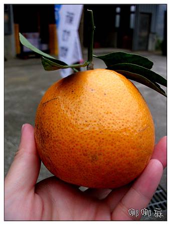 一個橘子