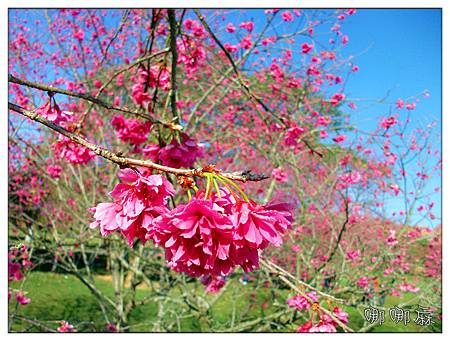 櫻花近拍