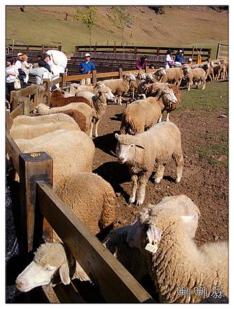 柵欄內的羊