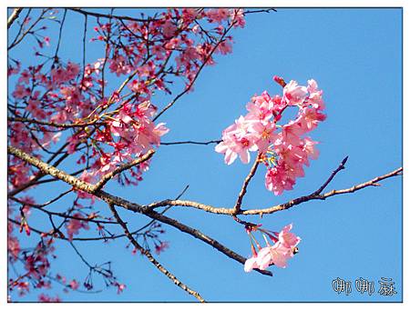 櫻花近拍