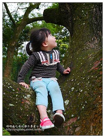 坐樹上 坐樹上