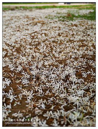 滿地花 滿地花