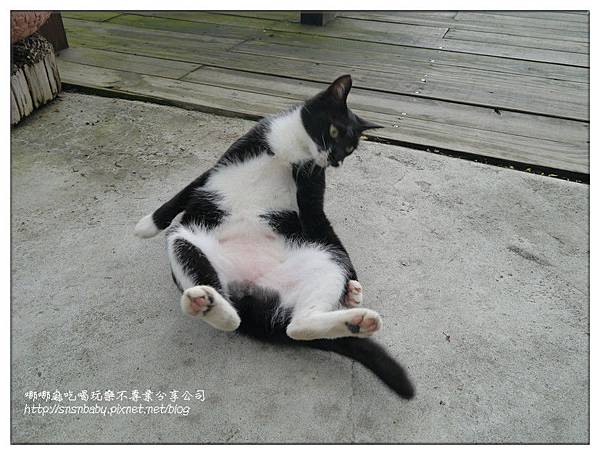 翻肚 翻肚