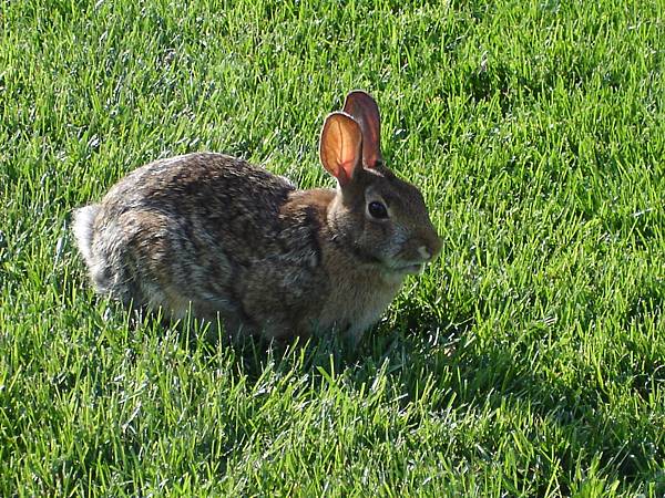 rabbit 2.jpg rabbit 2.jpg