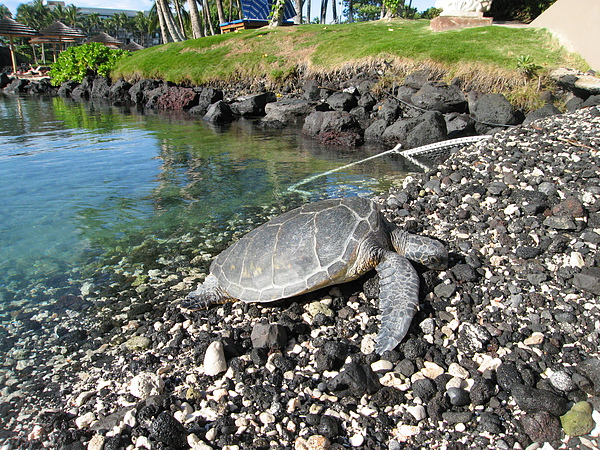 IMG_4495.JPG IMG_4495.JPG