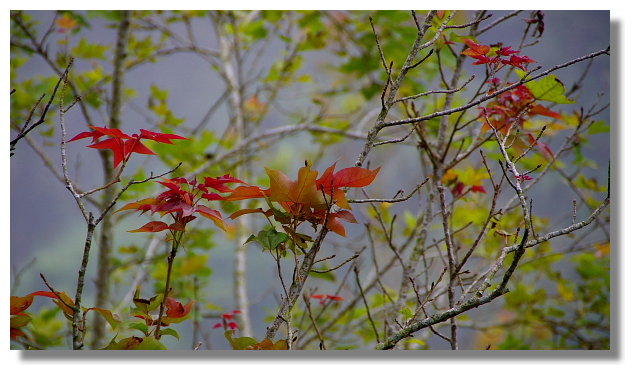 台南關子嶺紅葉公園 台南關子嶺紅葉公園