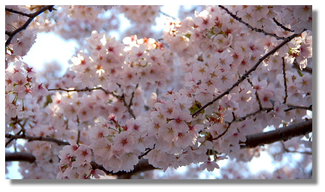 上野恩賜公園櫻花