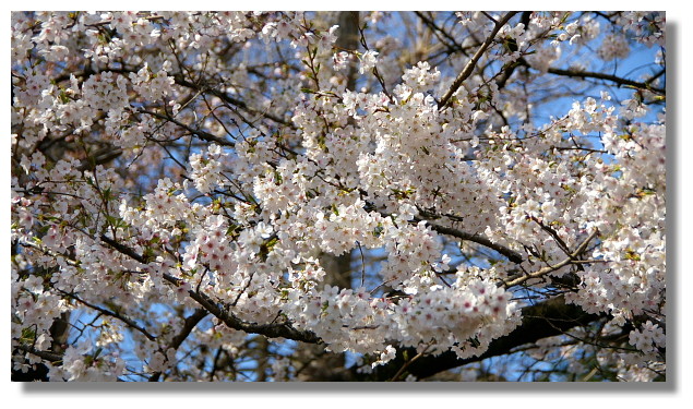 上野恩賜公園櫻花