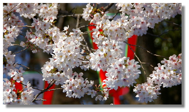 上野恩賜公園櫻花