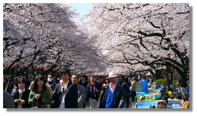 上野恩賜公園櫻花