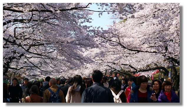 上野恩賜公園櫻花