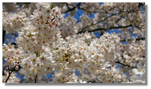 上野恩賜公園櫻花