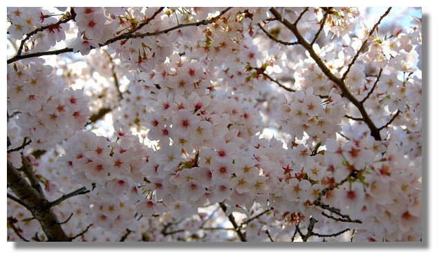 上野恩賜公園櫻花