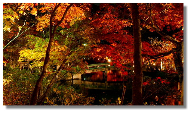 京都永觀堂夜楓 京都永觀堂夜楓