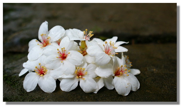 土城承天禪寺賞桐花 土城承天禪寺賞桐花