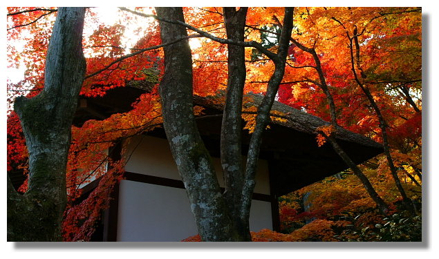 京都常寂光寺 京都常寂光寺
