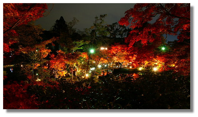 京都永觀堂夜楓 京都永觀堂夜楓