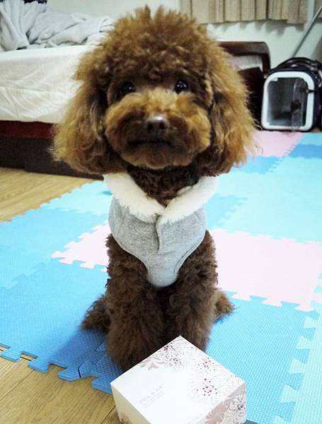 Yummy K9-3(20120213)-1.jpg