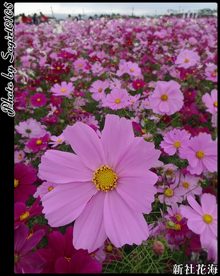 新社花海