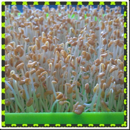 PhotoGrid_1350261865039