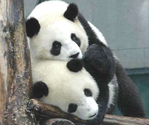 團團圓圓漂亮圖