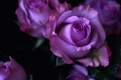 0.gif 0.gif