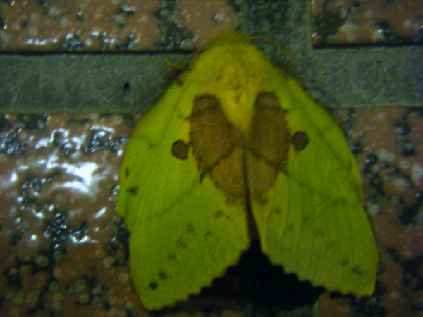 2008、10、7相機備份 346.jpg 2008、10、7相機備份 346.jpg