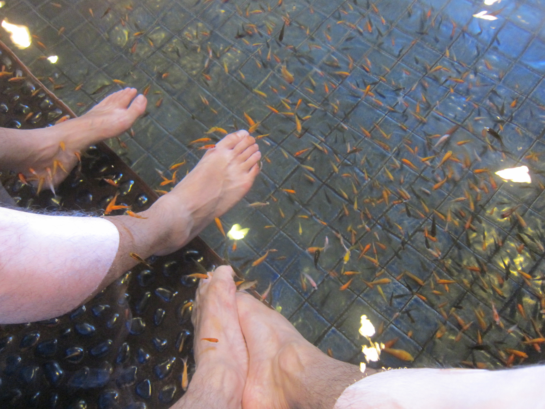我超怕癢，腳底很怕被魚碰到