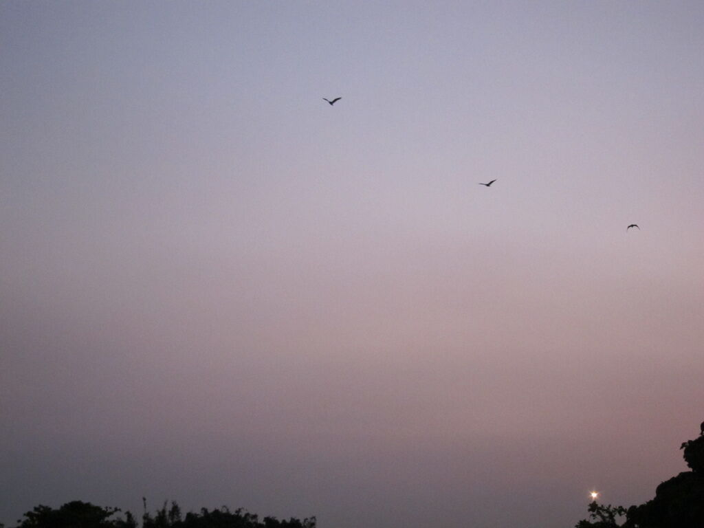 IMG_4940.JPG