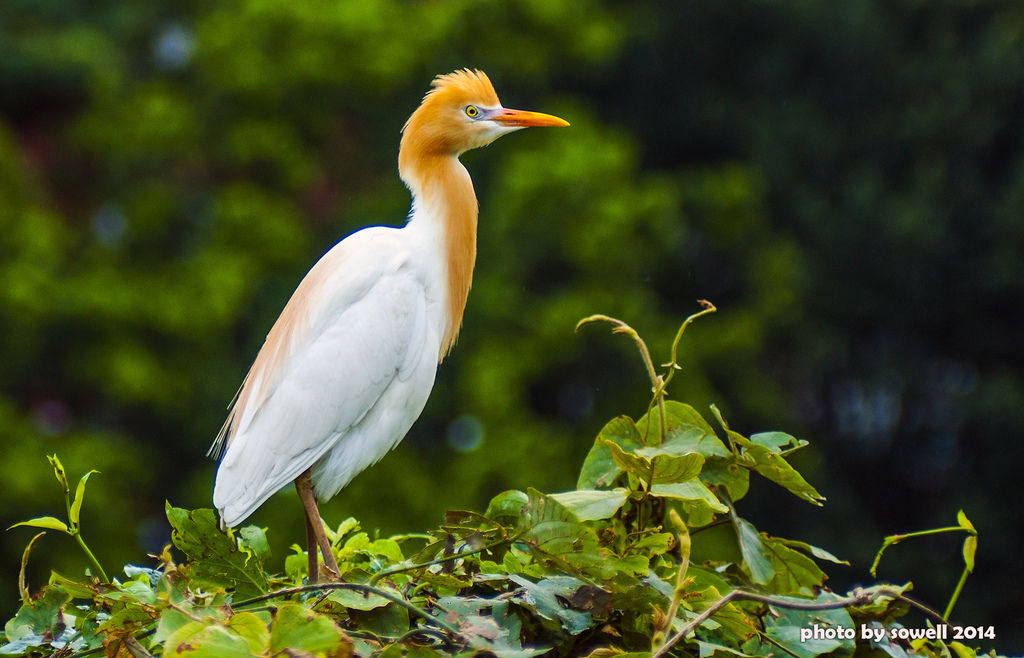 坪林鳥事一籮筐