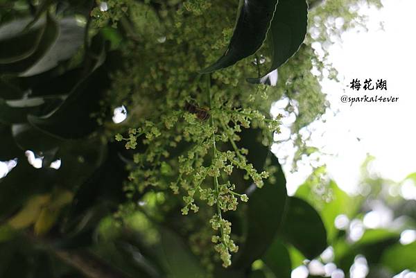 IMG_9016.JPG IMG_9016.JPG