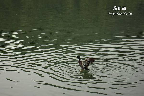 IMG_9070.JPG IMG_9070.JPG