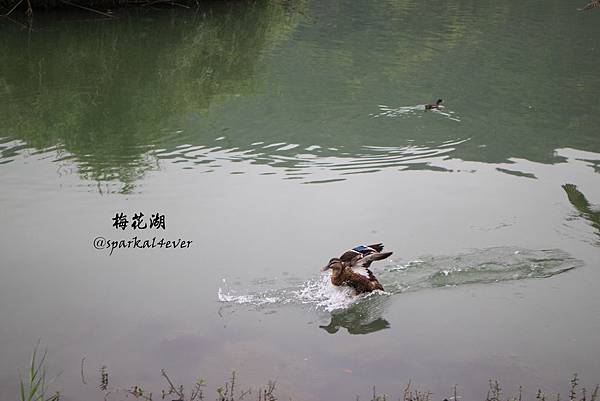 IMG_9084.JPG IMG_9084.JPG