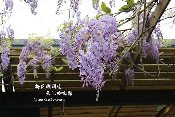 IMG_9110.JPG IMG_9110.JPG