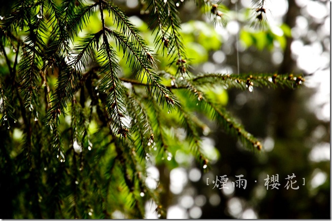 DSC_8447 DSC_8447