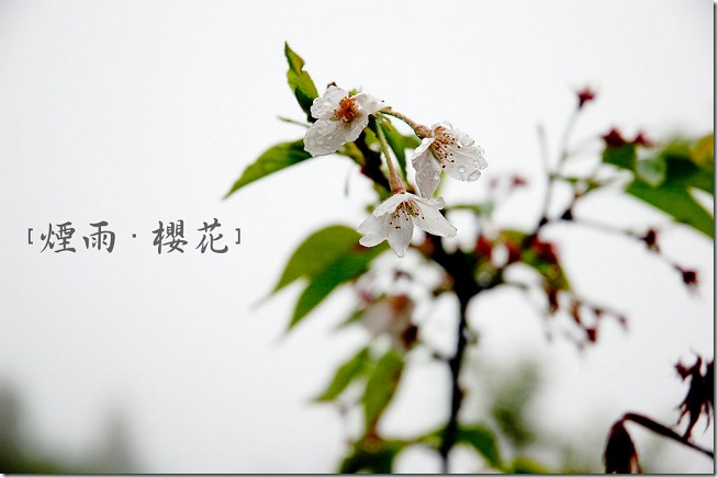 DSC_8381 DSC_8381