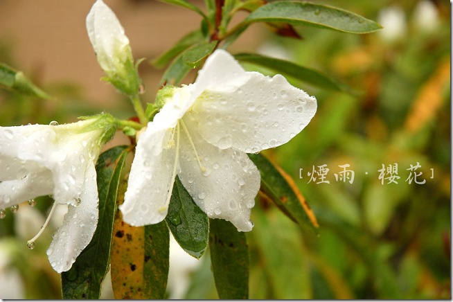 DSC_8385 DSC_8385