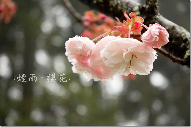 DSC_8390 DSC_8390