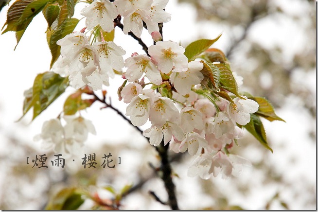 DSC_8393 DSC_8393