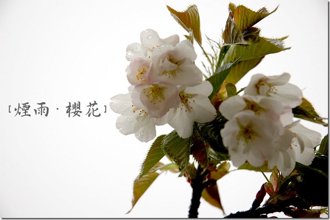 DSC_8394 DSC_8394