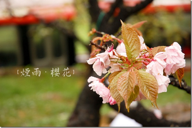 DSC_8439 DSC_8439