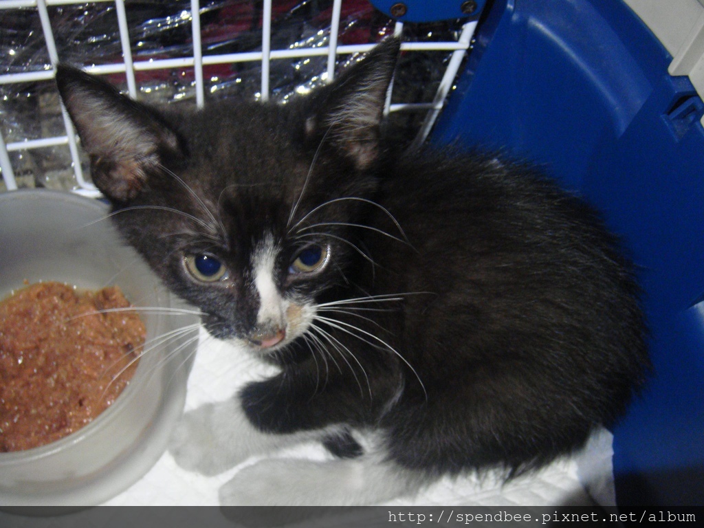 引擎蓋救出來的幼貓