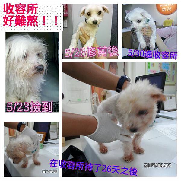 瑪爾濟斯送養 瑪爾濟斯送養