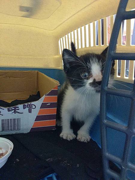 2015MAY 鬍鬚張1 2015MAY 鬍鬚張1